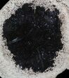 Petrified Palmwood (Palmoxylon) Slab - Texas #63176-1